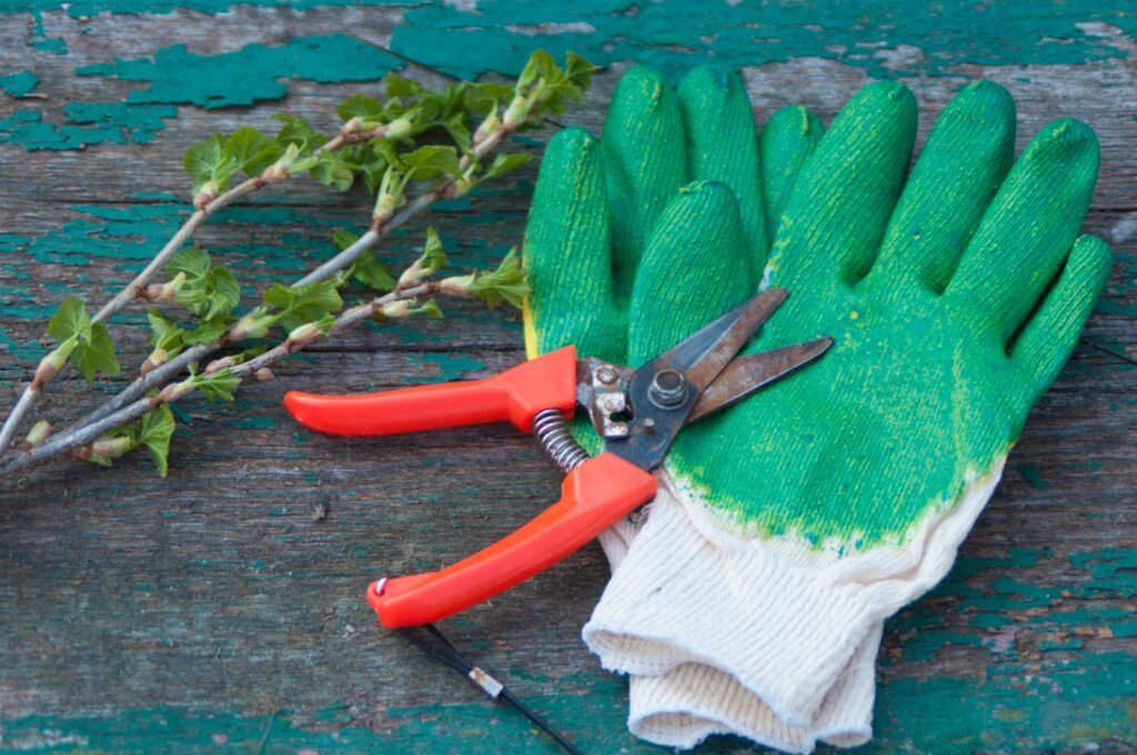 Tijeras de podar con guantes verdes de jardinería y ramas recién cortadas, del ranking de tijeras de podar de Top3Mejores.